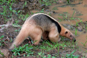 Tamandua - murachy cztery palce